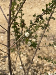 Acacia mitchellii