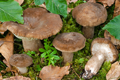 Lactarius romagnesii