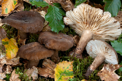 Lactarius romagnesii