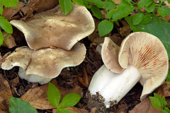 Lactarius acris
