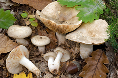 Lactarius azonites