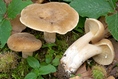 Lactarius pterosporus