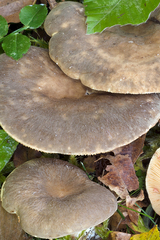 Lactarius pterosporus