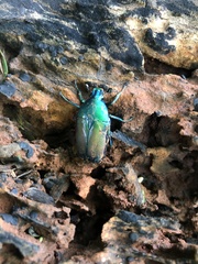 Chlorocala africana subsuturalis