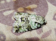 Blenina squamifera