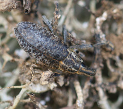 Cyphocleonus trisulcatus