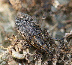 Cyphocleonus trisulcatus