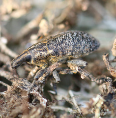 Cyphocleonus trisulcatus