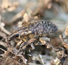 Cyphocleonus trisulcatus