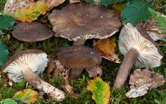 Lactarius romagnesii