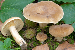 Lactarius pterosporus