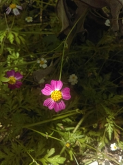 Bidens aequisquama