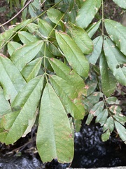 Millettieae