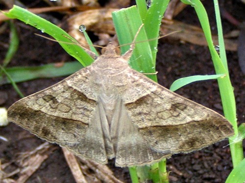 Pale Brown Lines