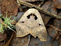 Anoba atriplaga