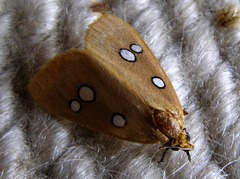 Rhanidophora cinctigutta