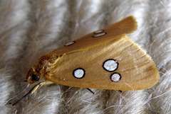 Rhanidophora cinctigutta