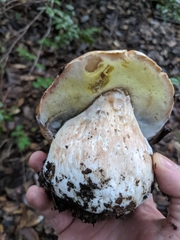 Boletus regineus