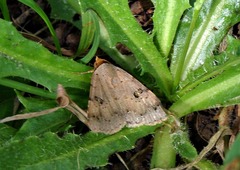 Plecoptera resistens