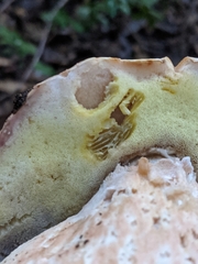 Boletus regineus