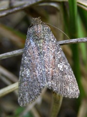 Condica capensis