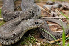Common Night Adder photo 3