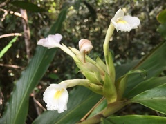 Alpinia arctiflora