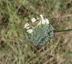 Zelus cervicalis