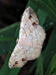 Scopula sanguinisecta