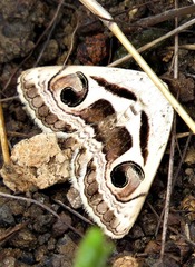 Cometaster pyrula