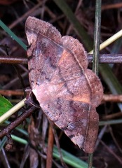 Hypopyra capensis