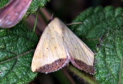 Phytometra subflavalis