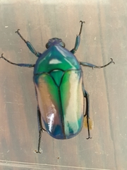 Chlorocala africana subsuturalis