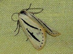 Grammarctia bilinea