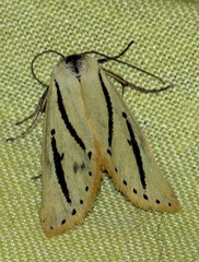 Grammarctia bilinea