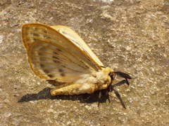 Tissanga pretoriae