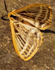 Tissanga pretoriae