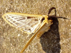 Tissanga pretoriae