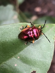 Lampromicra