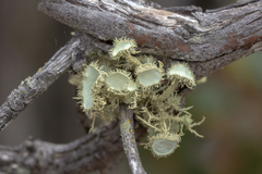 Usnea scabrida
