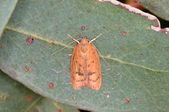 Garrha repandula