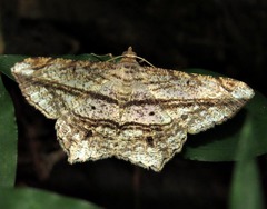 Chiasmia rectistriaria
