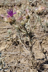 Centaurea sterilis