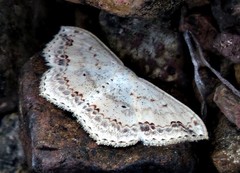 Scopula nemorivagata