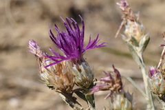 Centaurea sterilis