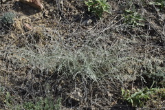 Artemisia lercheana