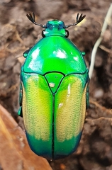 Chlorocala africana subsuturalis