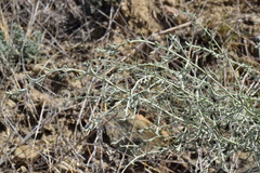 Artemisia lercheana