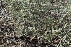Artemisia lercheana