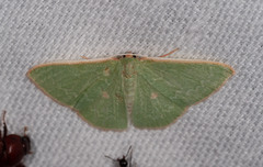 Chlorocoma cyclosema